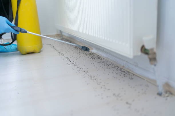 Best Flea Control Services  in Clio, AL