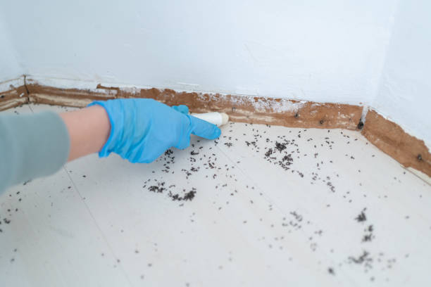 Best Cockroach Control Services  in Clio, AL